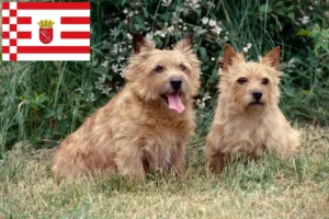 Read more about the article Norwich Terrier crescători și căței în Bremen