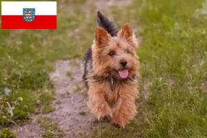 Read more about the article Norwich Terrier crescători și căței în Thuringia