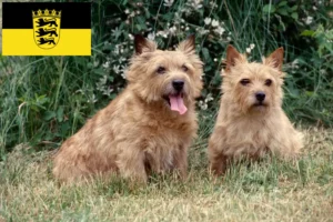 Read more about the article Norwich Terrier crescători și căței în Baden-Württemberg