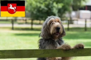 Read more about the article Otterhund crescători și căței în Saxonia Inferioară