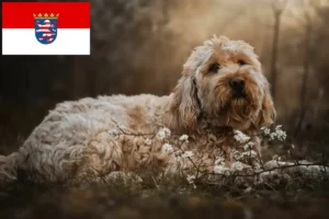 Read more about the article Otterhund crescători și căței în Hessen