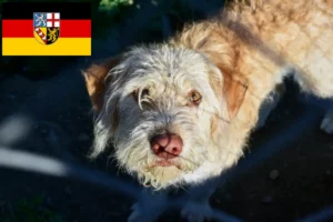 Read more about the article Otterhund crescători și căței în Saarland