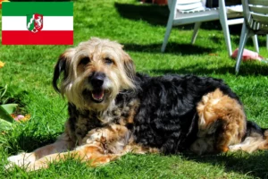 Read more about the article Otterhund crescători și căței în Renania de Nord-Westfalia