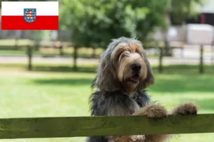 Read more about the article Otterhund crescători și căței în Thuringia