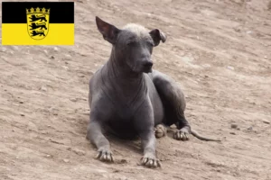 Read more about the article Peruvian Hairless Dog Breeder și cățeluși în Baden-Württemberg