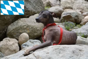 Read more about the article Peruvian Hairless Dog Breeder și cățeluși în Bavaria