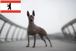 Read more about the article Peruvian Hairless Dog Breeder și cățeluși în Berlin