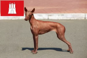 Read more about the article Peruvian Hairless Dog Breeder și cățeluși în Hamburg