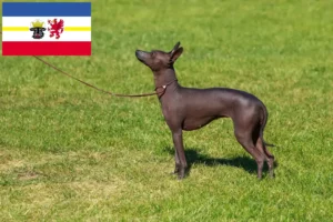 Read more about the article Peruvian Hairless Dog Breeder și cățeluși în Mecklenburg-Vorpommern