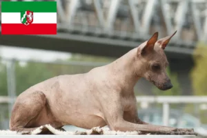 Read more about the article Peruvian Hairless Dog Breeder și cățeluși în Renania de Nord-Westfalia