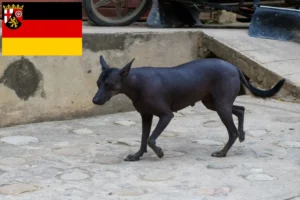 Read more about the article Peruvian Hairless Dog Breeder și cățeluși în Renania-Palatinat