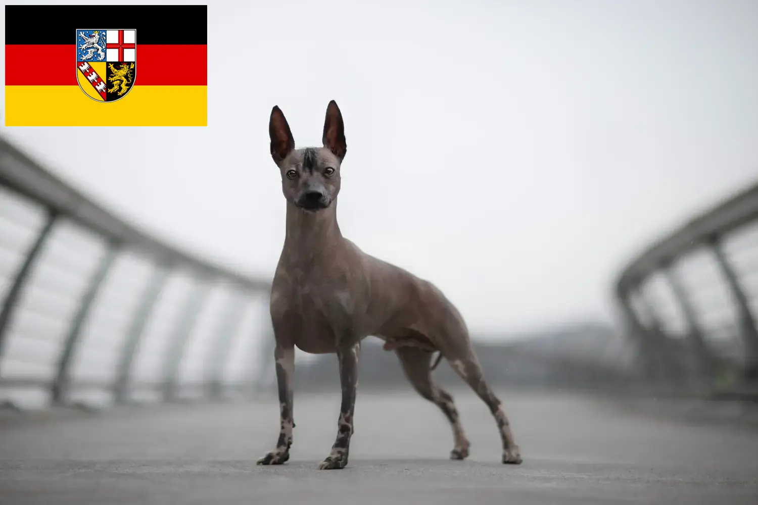 Read more about the article Peruvian Hairless Dog Breeder și cățeluși în Saarland