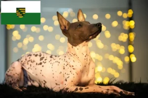 Read more about the article Peruvian Hairless Dog Breeder și cățeluși în Saxonia