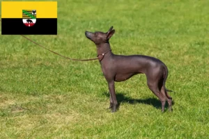 Read more about the article Peruvian Hairless Dog Breeder și cățeluși în Saxonia-Anhalt