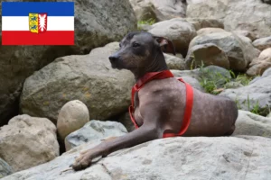 Read more about the article Peruvian Hairless Dog Breeder și cățeluși în Schleswig-Holstein