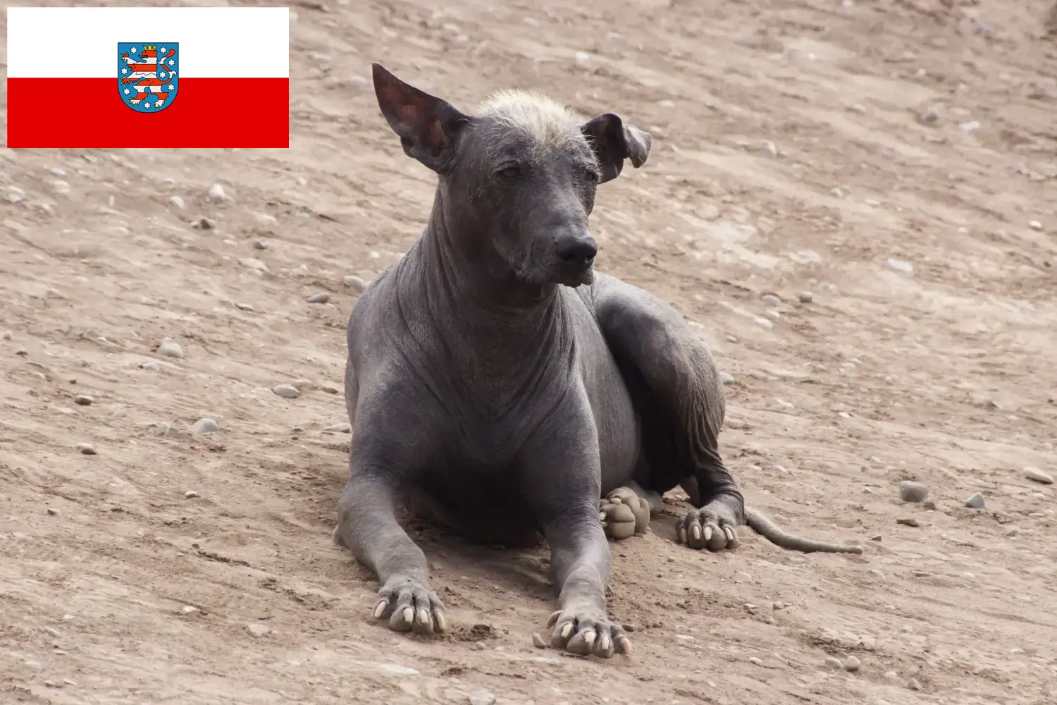 Read more about the article Peruvian Hairless Dog Breeder și cățeluși în Turingia