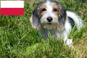 Read more about the article Petit Basset Griffon Vendéen crescători și căței în Polonia