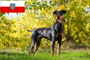 Read more about the article crescători de Pinscher German și căței în Thuringia