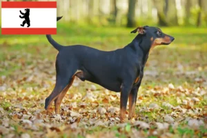 Read more about the article German Pinscher crescător și căței în Berlin