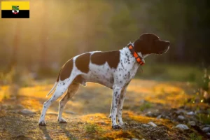 Read more about the article English Pointer crescători și căței în Saxonia-Anhalt