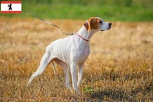 Read more about the article English Pointer crescători și căței în Berlin