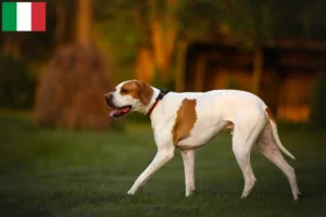 Read more about the article English Pointer crescători și căței în Italia