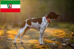 Read more about the article English Pointer crescători și căței în Renania de Nord-Westfalia