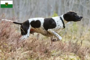 Read more about the article English Pointer crescători și căței în Saxonia