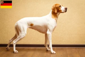 Read more about the article English Pointer crescători și căței în Renania-Palatinat