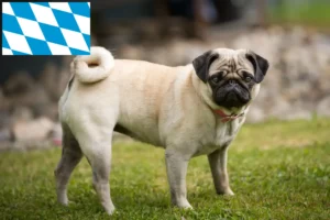 Read more about the article Pug crescători și căței în Bavaria