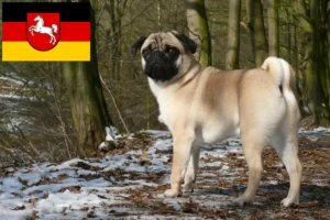 Read more about the article Pug crescători și căței în Saxonia Inferioară