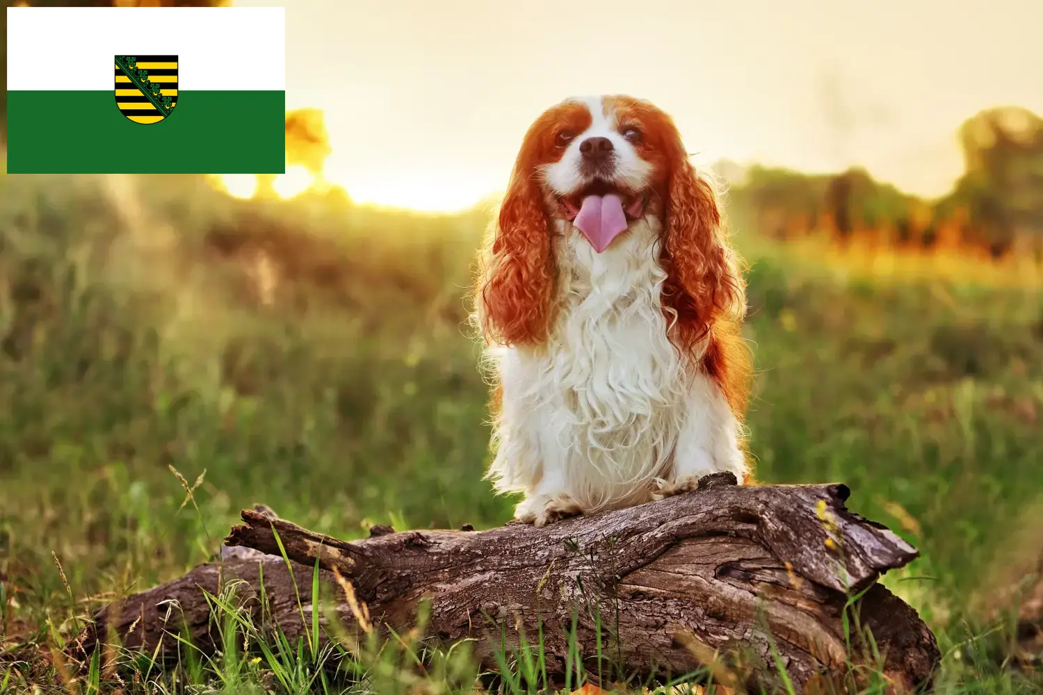 Read more about the article King Charles Spaniel crescători și căței în Saxonia