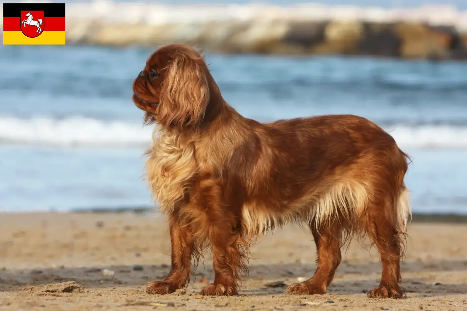 Read more about the article King Charles Spaniel crescători și căței în Saxonia Inferioară