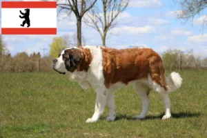 Read more about the article Saint Bernard crescători și căței în Berlin