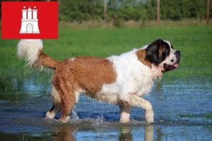 Read more about the article Saint Bernard crescători și căței în Hamburg