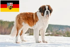 Read more about the article Saint Bernard crescători și căței în Saarland