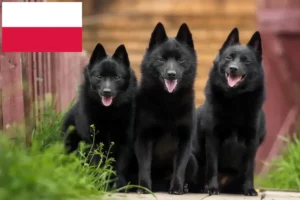 Read more about the article Schipperke crescători și căței în Polonia