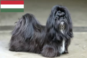 Read more about the article Shih Tzu crescători și căței în Ungaria