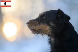 Read more about the article German Hunting Terrier Breeder și căței în Berlin