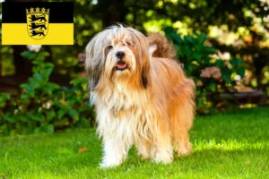 Read more about the article Tibetan Terrier crescători și căței în Baden-Württemberg