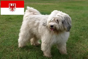 Read more about the article Tibetan Terrier crescători și căței în Brandenburg