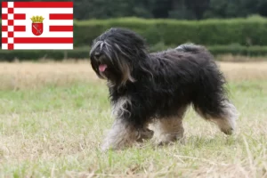 Read more about the article Tibetan Terrier Breeder și cățeluși în Bremen