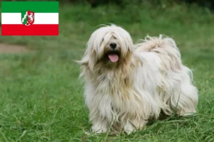 Read more about the article Tibetan Terrier crescători și căței în Renania de Nord-Westfalia