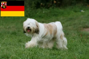 Read more about the article Tibetan Terrier crescători și căței în Renania-Palatinat