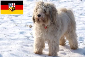 Read more about the article Tibetan Terrier crescători și căței în Saarland