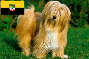 Read more about the article Tibetan Terrier crescători și căței în Saxonia-Anhalt