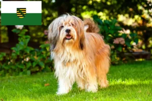 Read more about the article Tibetan Terrier crescători și căței în Saxonia