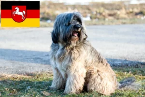 Read more about the article Tibetan Terrier crescători și căței în Saxonia Inferioară