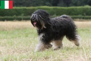 Read more about the article Tibetan Terrier crescători și căței în Italia