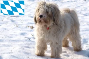 Read more about the article Tibetan Terrier crescători și căței în Bavaria